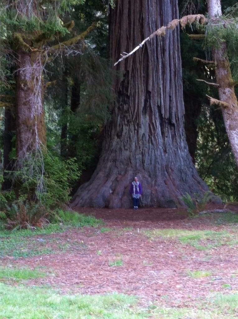 The Redwood State and National Park: A Cathedral of&nbsp;Silence