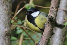 A Great Tit