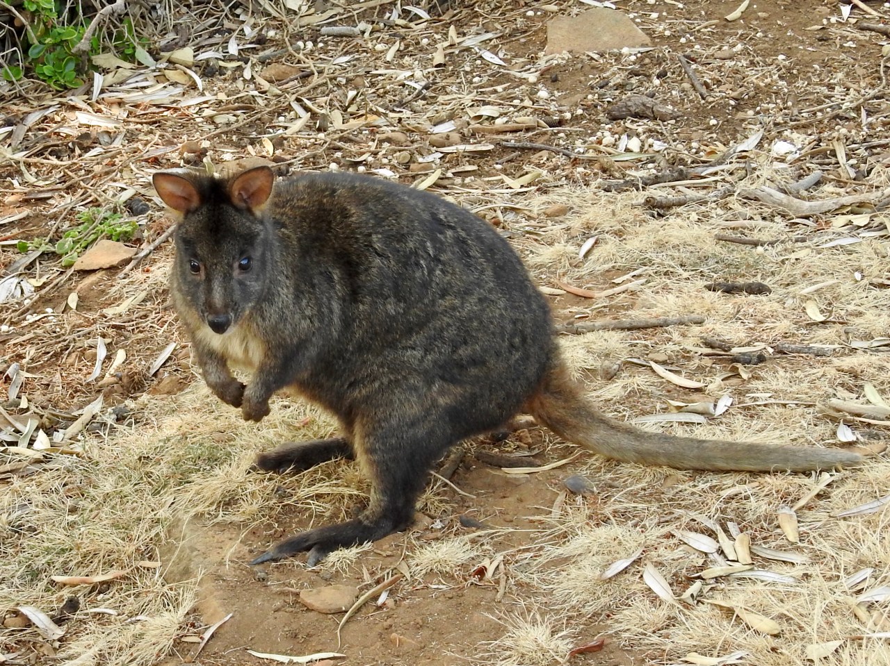 BBA4175E-679D-443B-9928-0AD497CD1EFC