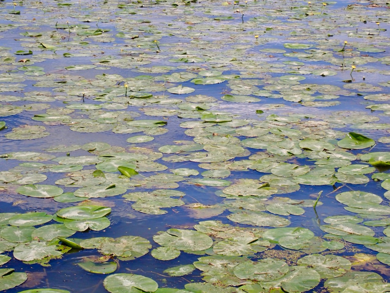 My Monet moment in&nbsp;France